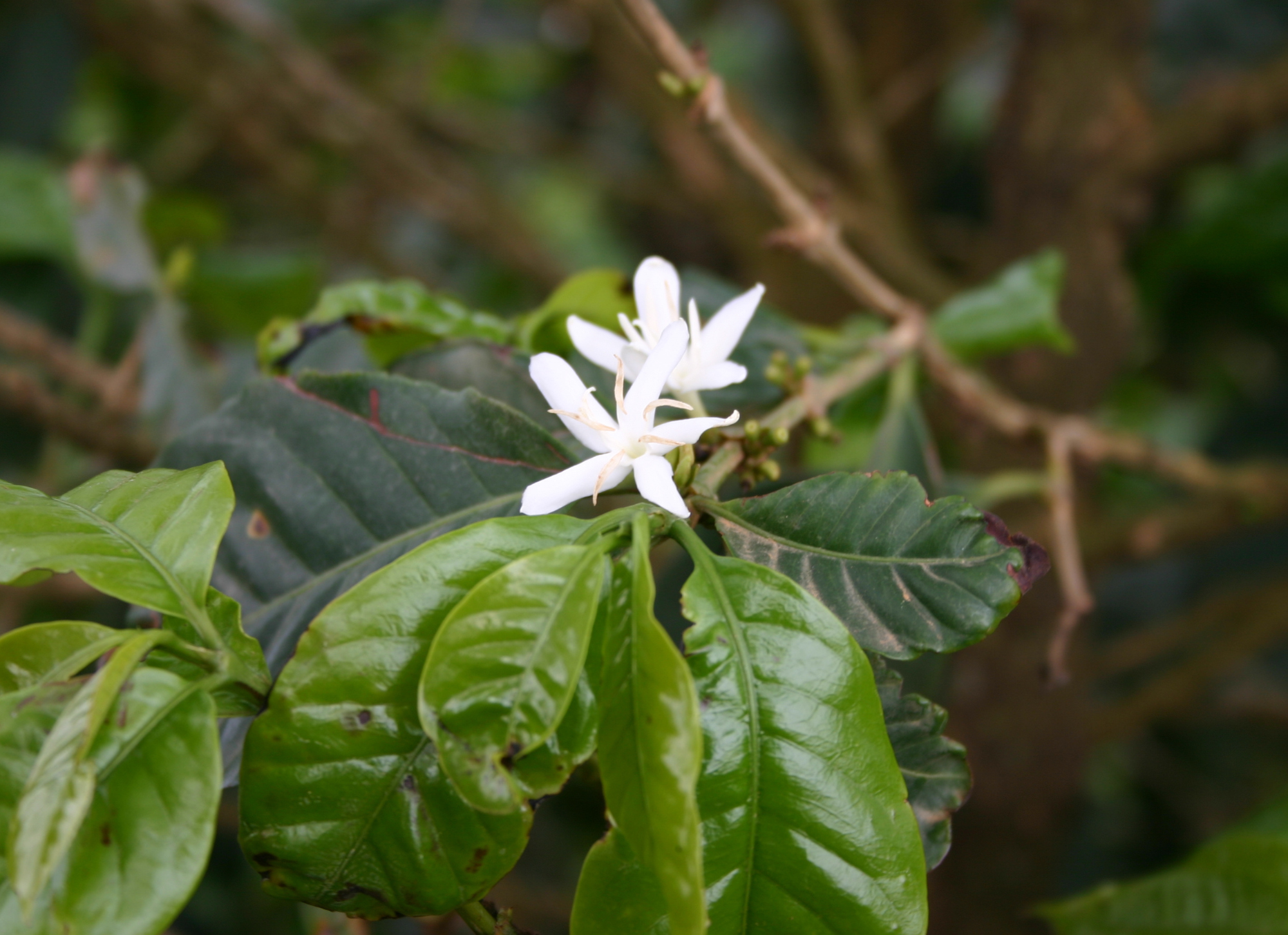 Fiore di caffè Arabica Fiore di caffè Arabica